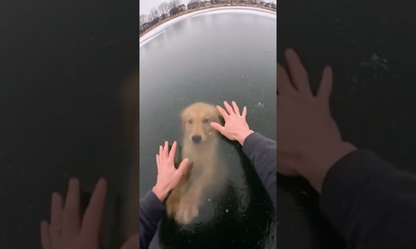 He RISKED EVERYTHING😱 to save this puppy🐶 #animalrescue  #dogrescue