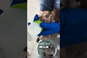 He Rescued a Lion Cub and Raised It with Love #animals #shorts