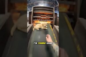 He SAVED this puppy, then things went wrong😲... #animalrescue