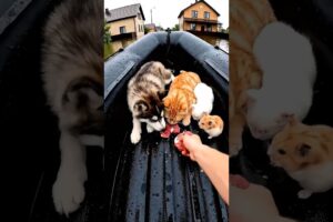 “Hero Saves Trapped Pets During Massive Flood | Real Animal Rescue”