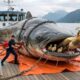 Heroic Rescue Team Saves Mother Peacock from a Giant Catfish in a Breathless Rescue 🦚🐟