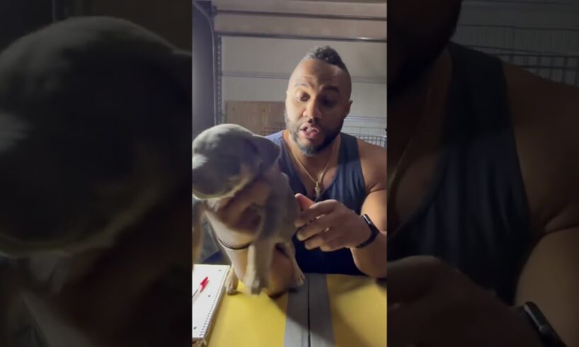 How often to feed puppies?!