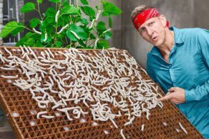 How this Worm is Making Millionaires in Vietnam!!