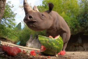 Hungry Rhino Squishes And Eats Giant Watermelon