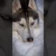 Husky Refuses to Go Inside #animals #husky #shorts