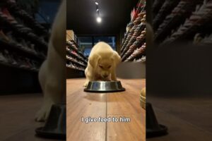 I Adopted an Abandoned Labrador #dog #wholesome #rescue #animals