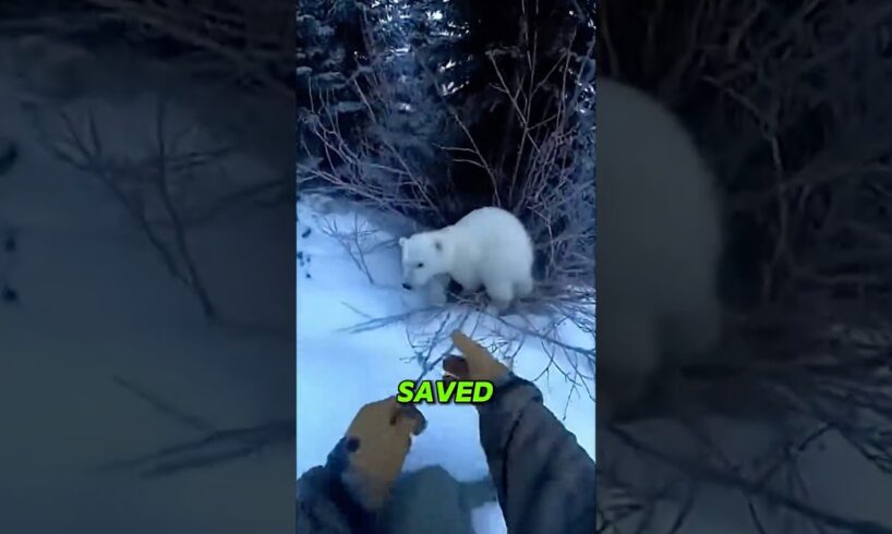 I Followed a Polar Bear… and Found Her Cub in Danger 😢❄️