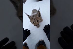 I Found an Orphaned Lynx Cub in a Snowstorm… Years Later This Happened #wildliferescuepov