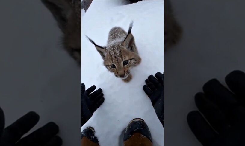 I Found an Orphaned Lynx Cub in a Snowstorm… Years Later This Happened #wildliferescuepov
