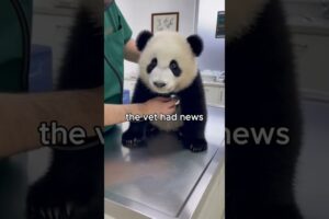 I found a baby panda in snow #wisdom #animals #rescue