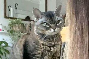 I took home 'aggressive' shelter cat. Here's what happened.