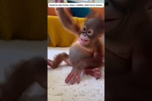 INCREDIBLE! Rescued at 1 Day Old, Watch This Orangutan Grow Up to Be Super Cuddly! #animals #rescue