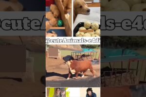 If Animals Could Talk 😂🐾Part-21 #Shorts #funnyanimals #animalcomedy