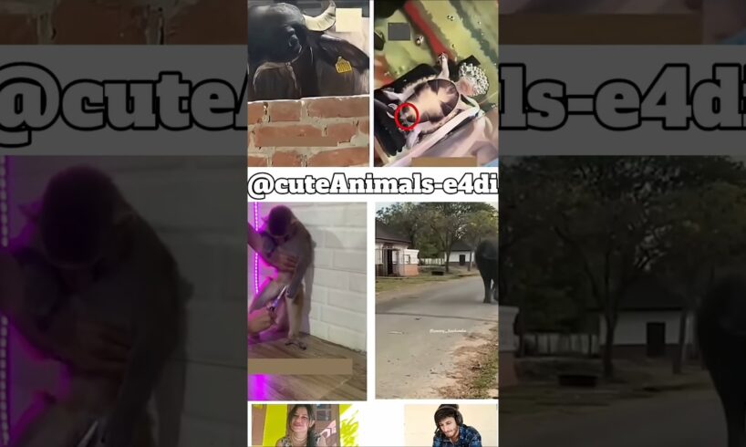 If Animals Could Talk 😂🐾Part-28 #Shorts #funnyanimals #animalcomedy