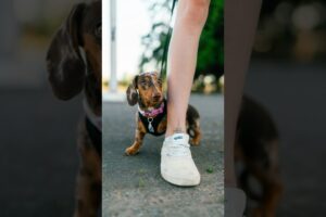 If anxiety were a dog 😅 Street Portraits with a Dachshund Puppy
