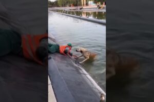 Incredible Animal Rescue Moments That Will Touch Your Heart 🐾