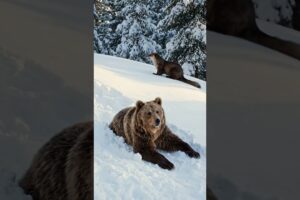 Jungle animals playing in snow ai animal video   #animals #animallife #aianimals #aianimalvideo