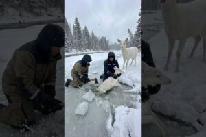 Kind Men Rescues a Freezing Baby Deer from Solid Ice #wildlife #animals