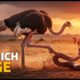 King Cobra Regrets Messing With This Ostrich Family | Animal fights