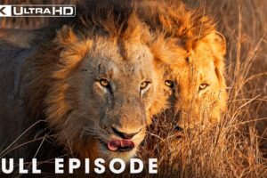 Kingdom Uprising: Fight for Territory (Full Episode) | Savage Kingdom | Nature Animal Documentary