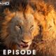 Kingdom Uprising: Fight for Territory (Full Episode) | Savage Kingdom | Nature Animal Documentary