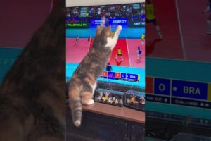 Kitten Playing with a Ball – So Cute You’ll Melt 😍 #funnycats #cutecat #catlove #fyp #viralvideo