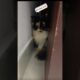 Kitty is hiding herself🙀#cat #playing #shorts #youtubeshorts #viral #trending #pets #love #funny