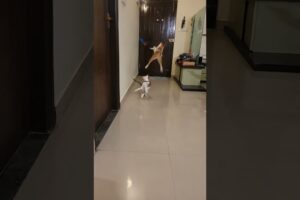 LIVE play time  & fun 🐱  Pet Stream | Funny Kittens • Relaxing Animals • PawfurLove