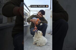 Ladko ke sath 😂 aisa hi hota hai | Foodie puppies dog toys 🧸 #shorts #toys #chowchow