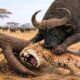 Leopard vs Buffalo – The Moment Speed And Stealth Become Useless | Animal Fights