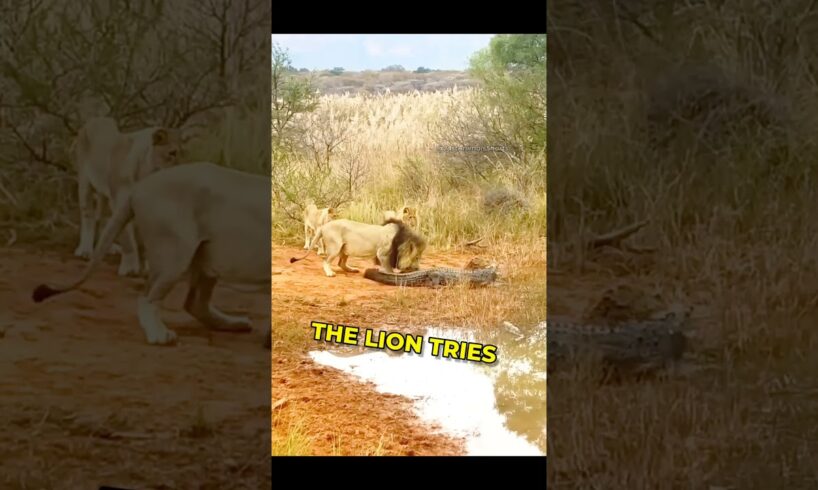 Lion Attacks Crocodile: Epic Battle Ends in Water Escape!  #shorts #animals