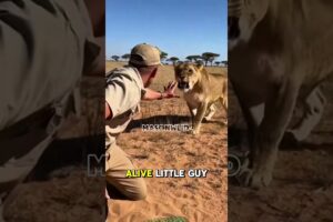 Lion Cub Rescue Caught on Camera! 🦁😱 #shorts #animals #safari