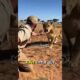 Lion Cub Rescue Caught on Camera! 🦁😱 #shorts #animals #safari