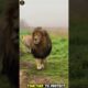 Lion Pride vs Buffalo Herd | A Dangerous Battle in the Wild | Lion Attack Turns Into a Deadly Herd B