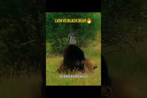 Lion VS Black Bear! Brutal Fight in the Wild!