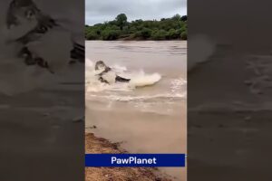Lion vs Crocodile Brutal River Battle | Wild Animal Fight Caught on Camera