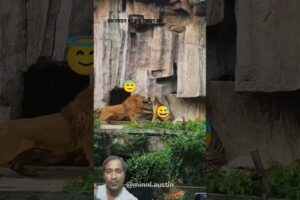 Lion vs Tiger | Play-Fight | Full Energy 😱#lion #tiger #animals #wildlife #shorts