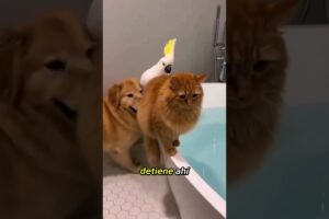 Los amigos siempre se gastan BROMAS #animals