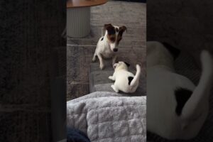 Lovely Cute Puppies and Dogs #shorts #cute