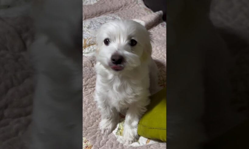 Lovely Cute Puppies #shorts #cute