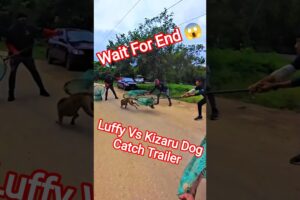 Luffy Vs Kizaru Dog Catch Trailer #luffy #dog #dogwithpublicsafety #ytviral #pets #dogshorts #shorts
