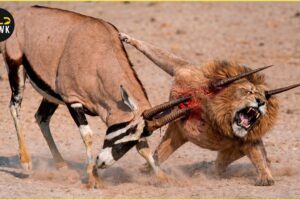 MOST Unbelievable Big Cat Hunt Fail Ever Caught On Camera | Animal Fighting