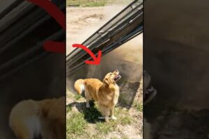 😱 Mama Dog CRUSHED Under Collapsed Fence — Tiny Puppy Refused To Give Up 😭🐾