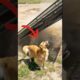 😱 Mama Dog CRUSHED Under Collapsed Fence — Tiny Puppy Refused To Give Up 😭🐾