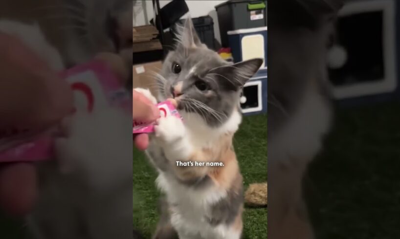 Man Rescues One Stray Cat and Ends Up With 20 More | The Dodo