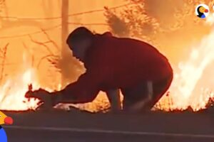 Man Saves Rabbit From Fire in California | The Dodo