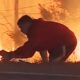 Man Saves Rabbit From Fire in California | The Dodo