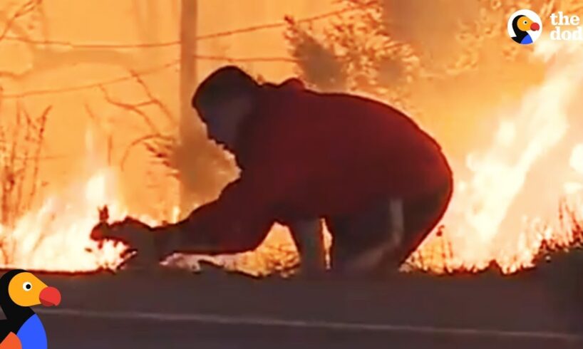 Man Saves Rabbit From Fire in California | The Dodo