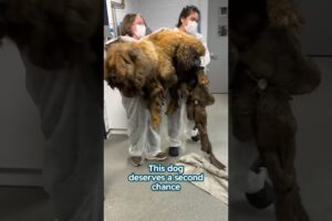 Matted dog was saved in time #shorts