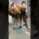 Matted dog was saved in time #shorts